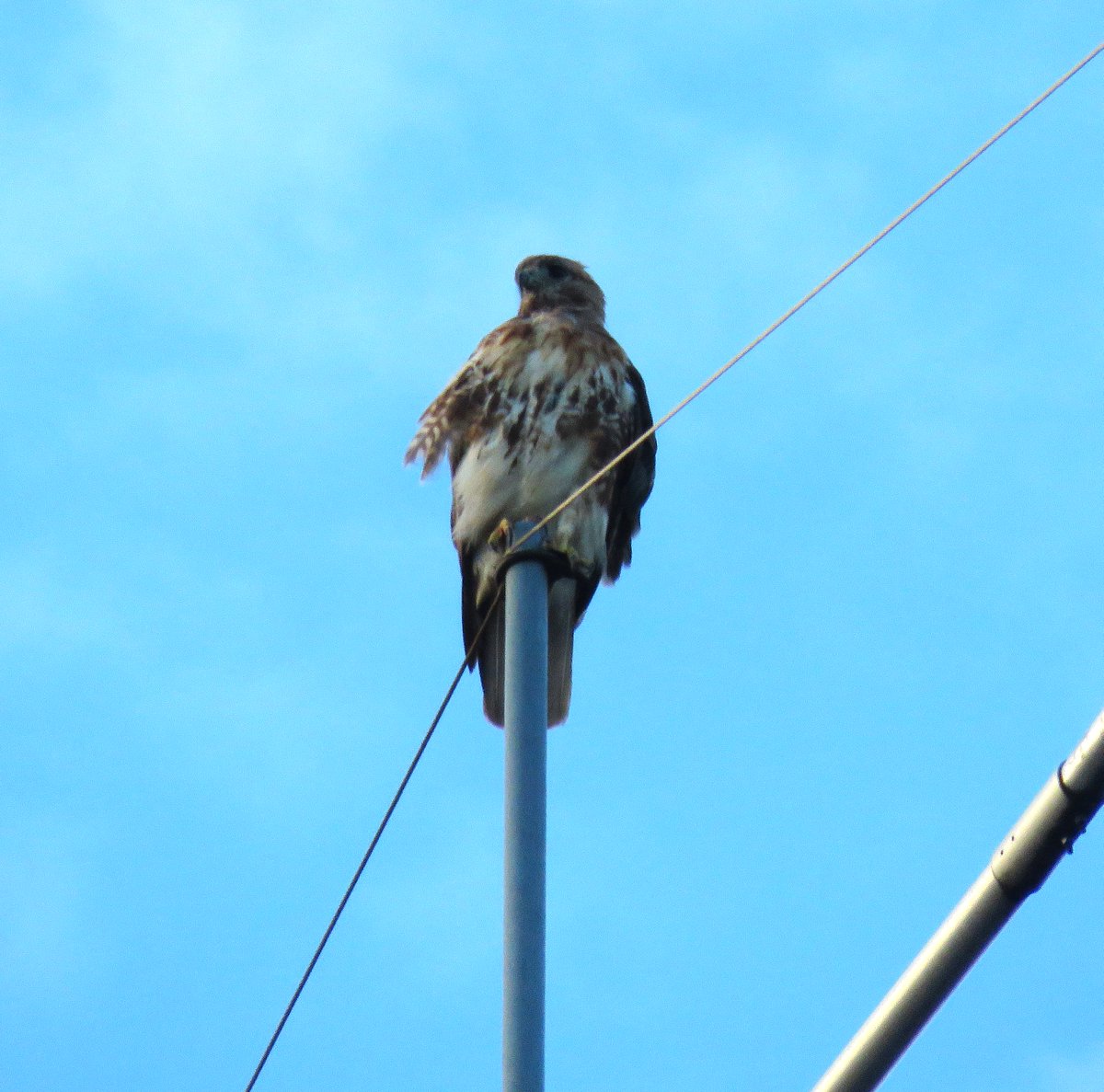 CornellHawks's tweet photo. 18:45, 8/5   Our Hawk Family all spotted this evening! 

First P at the Stadium.

BR on the Barton antenna.

Arthur holding down the Arts Quad from McGraw. 

Second P on the Statler calling for prey!   

Gorgeous evening photos courtesy Suzanne &amp; woodg! https://t.co/yQCjgF3rqV