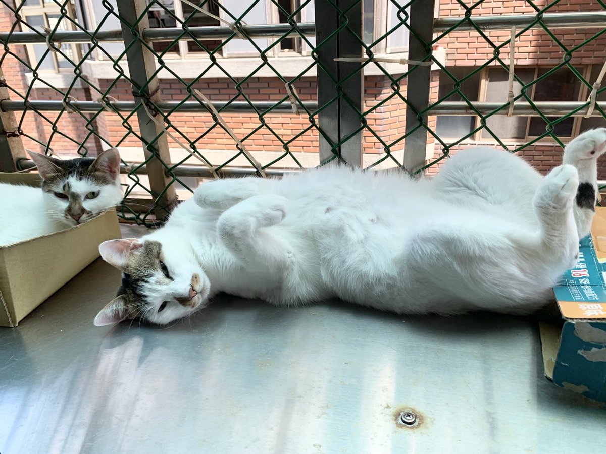 iif_pw's tweet photo. 芋頭跟大家說早安

#芋頭
#貓
#每日有貓
#cat
#ねこ https://t.co/vd1dUmas9d