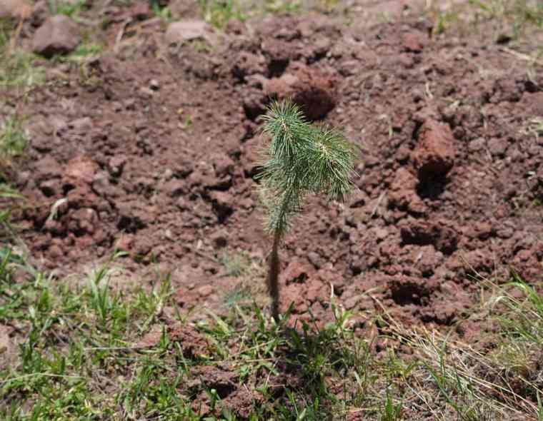 ArribaElCampo's tweet photo. #Reforesta Estado y Súper Copa Roshfrans 5 mil #árboles en Cumbres de #Majalca https://t.co/jAv9bNMdYj https://t.co/j5HHZbwjBs