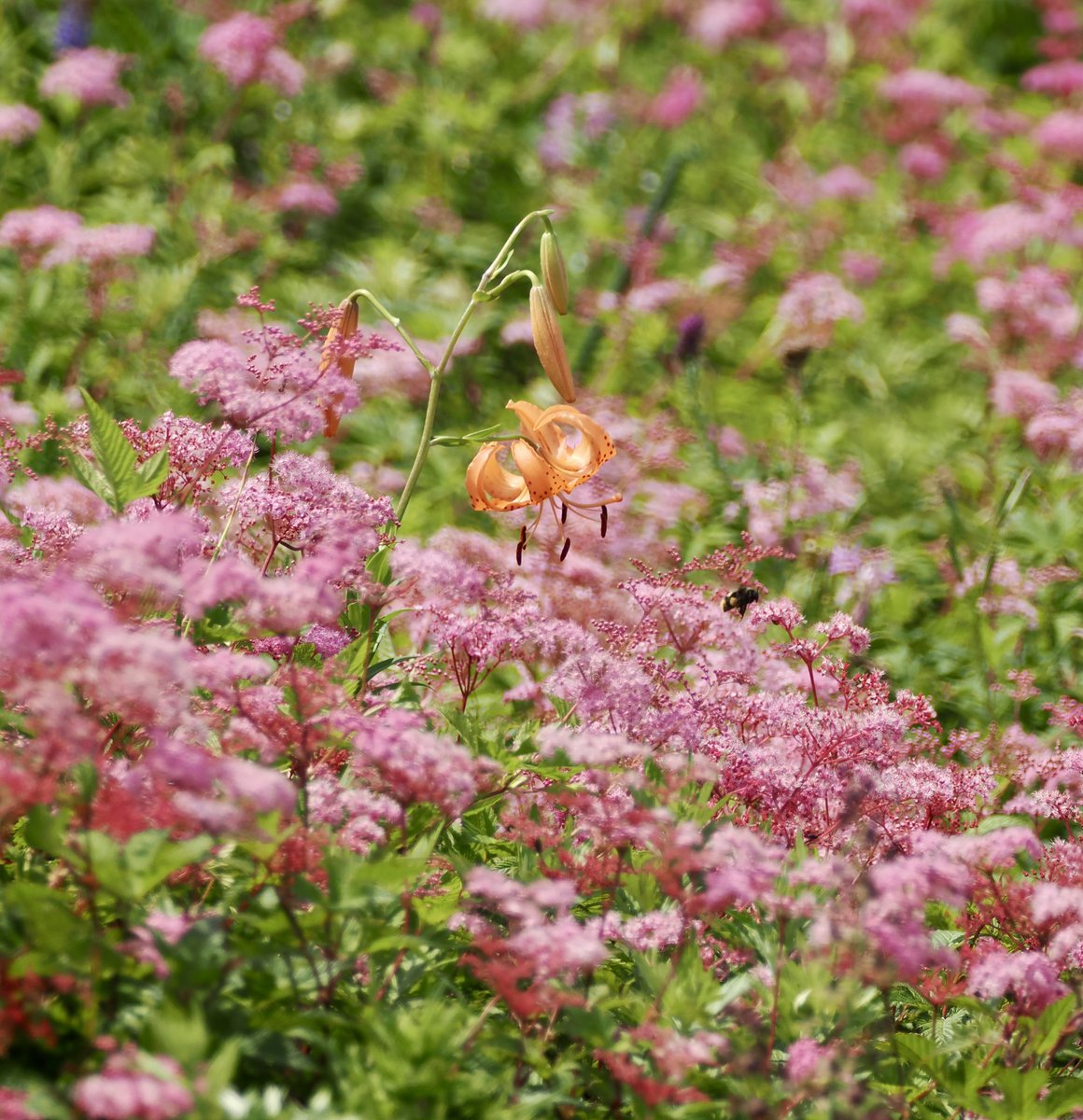 mikan_bird's tweet photo. 2026/08/02 伊吹山
①イナゴが花びらを食べている？
②画像のシモツケソウやコオニユリのほか、カワラナデシコ、メタカラコウなど多くのお花が咲いていました。
③あちこちでさえずるホオジロ。残念ながらイヌワシの登場は無かったです。 https://t.co/wPbhjnoVXA