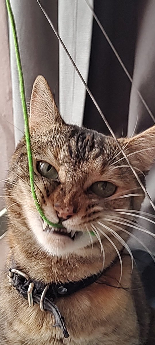 MEGOKAR's tweet photo. Crackhead energy https://t.co/4L0ZyPYcDL