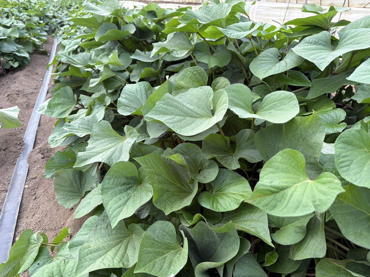 attaka_yasai's tweet photo. おはようございます🌞

さつまいもの植え付けから約3か月🍠
今年は適度に雨にも恵まれ、生育は例年以上に順調です🌿

植え付け直後の写真と比べると、その成長ぶりは一目瞭然😊
このまま秋の収穫まで元気に育ってくれることを願いながら、日々管理を続けています🧑‍🌾

さつまいもからパワーをもらって、本日も一緒に頑張りましょう💪

#さつまいも栽培