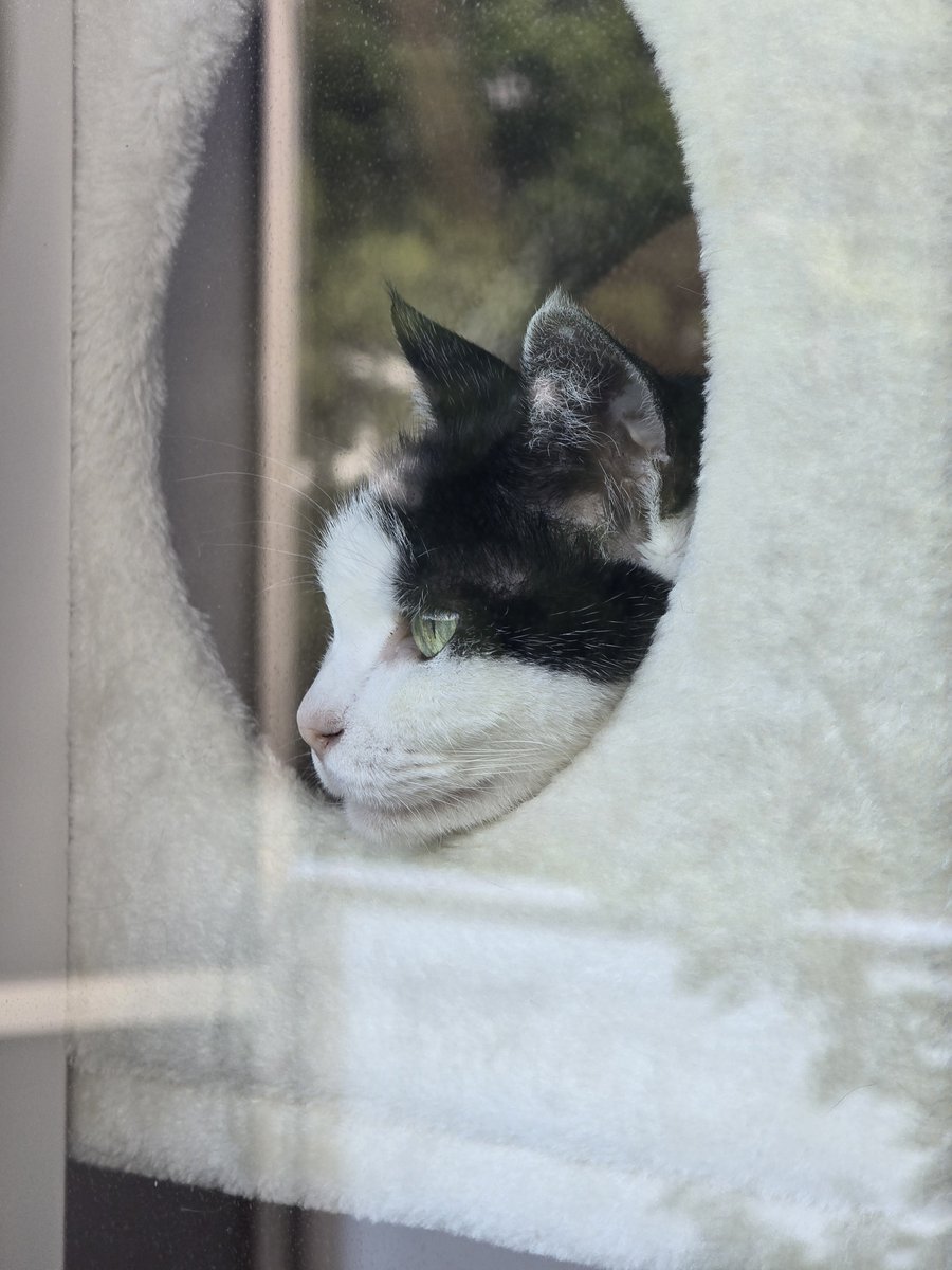 Avantgarde573's tweet photo. 彼女の朝はお外チェックから。
平和な一日になりますように。
 #外から撮影
 #猫のいる暮らし https://t.co/hQnFcSfw9e