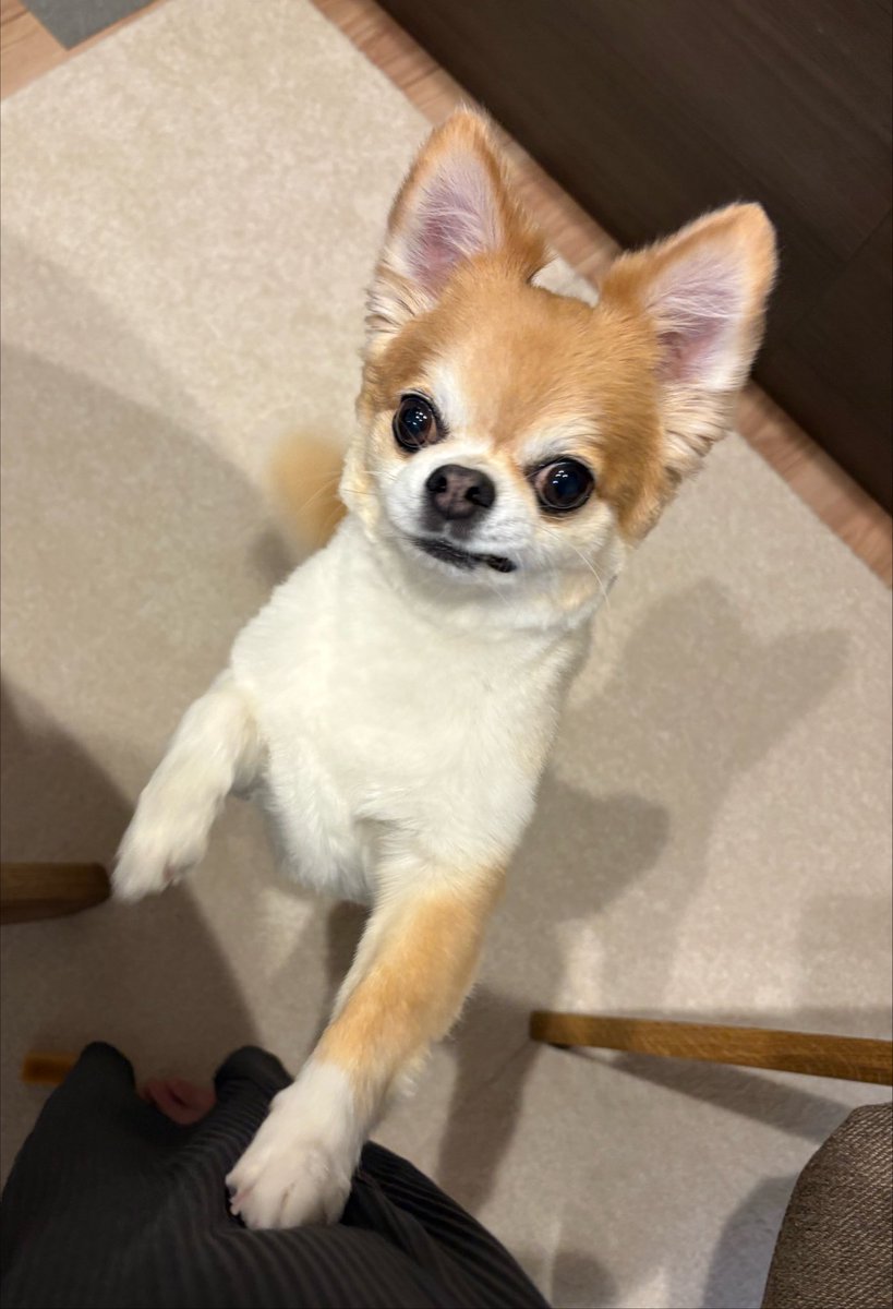 hanimaru38's tweet photo. おはようございます
本日もよろしくお願いします
#わんこ #dog #いぬのきもち #散歩嫌い
 #おねだり https://t.co/WpyOE7Tcmm