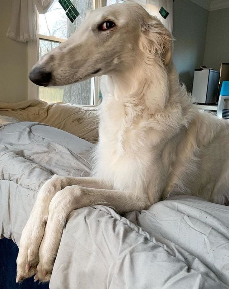 yvesdropperr's tweet photo. I know that Tamsy is a bird but he also reminds of of the Borzoi dogs and the hatred they harbor https://t.co/Nvr1ABQShR