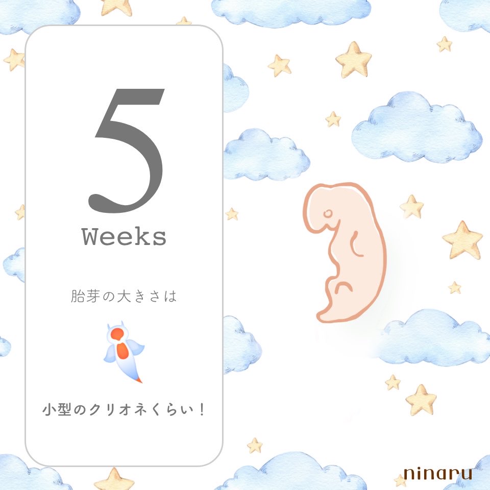 mayukoooobaby's tweet photo. 今日で5週目〜！！
少しずつ形ができてきた❣️
ママは今日も元気にお仕事行ってまいります🫡 https://t.co/LwWdaen2BK