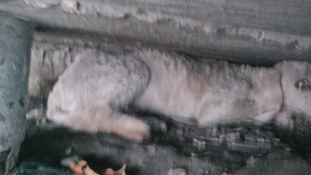 DefensoresAn's tweet photo. #Guayaquil Alguien lo busca? Está metido en un paso a desnivel José Vicente Trujillo y Avenida Quito SOS       @taticoronelf   @alcaldiagye @Proanimal_gye @segura_ep @181Responde https://t.co/23ifpyfPXr