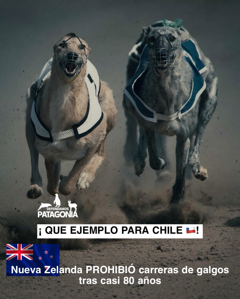 DefendamsChiloe's tweet photo. ¡HISTÓRICO: 
NUEVA ZELANDA PROHIBIÓ LAS CARRERAS DE GALGOS! 

🇳🇿🐕 ¿Y CHILE PARA CUÁNDO?

Es oficial. 
Desde el 1 de agosto de 2026, Nueva Zelanda desmanteló por completo la industria de carreras de galgos tras una abrumadora votación en su Parlamento. 

La presión social y los alarmantes informes de maltrato, dopaje y muertes sistemáticas lograron que se priorice la vida animal por sobre el lucro. 

Un plan de transición ya reubica a 1.400 perros en hogares llenos de amor. ¡Un verdadero ejemplo de humanidad! 

🐾✨Mientras el mundo avanza, en Chile la crueldad sigue corriendo bajo el amparo de la política. 

El proyecto de ley que busca prohibir las carreras de perros en nuestro país lleva años durmiendo en los pasillos legislativos.

La realidad actual de la ley en Chile nos indigna:
⚠️ Freno en el Congreso: 
La discusión sigue totalmente estancada y bloqueada en la Comisión de Agricultura de la Cámara de Diputados y Diputadas.

⚠️ Intereses políticos: 
Parlamentarios de bancadas agrícolas y de zonas rurales continúan dilatando la votación, argumentando falsamente que se trata de una “tradición arraigada” y un “deporte regulado”.

⚠️ Crueldad invisible: 
Mientras el Congreso frena el debate, miles de galgos en Chile siguen expuestos a entrenamientos brutales, abandono, descarte y apuestas ilegales en canódromos clandestinos.

La compasión no puede seguir esperando el permiso de unos pocos diputados. 

Nueva Zelanda demostró que sí se puede terminar con este negocio sangriento. 

Es momento de exigirle a nuestros legisladores que dejen de proteger el maltrato animal. 

¡Los galgos no son herramientas de carrera, son seres sintientes! 

🇨🇱💔💬 ¡Exijamos el fin de las carreras! Comparte este post para visibilizar lo que pasa en Chile y etiquetá acá abajo a tu diputado/a para que legisle a favor de los animales. 

👉🏼¿Creés que se logre prohibirlas este año? 
¡Te leemos! 👇🐾#FinALasCarrerasDeGalgos #NoMásCarrerasDePerros #ChileSinMaltrato #NuevaZelanda #MaltratoAnimal 

Planeta Tierra