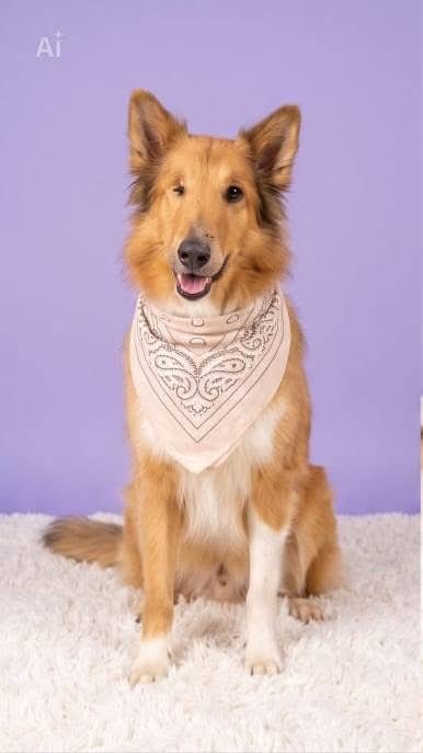 RescateAnimal's tweet photo. 🟢 ¿ME ADOPTAS?
¡Me llamo Abuelito Whisky! Conoce más 👇🏻

♂️ Macho | 15 añitos 
✴️ Talla grande
✅ Desparasitado y vacunado
💟 Perrito único en casa 
🇲🇽 Adopción en CDMX y Edomex

☎️ Regalando esperanza          
https://t.co/u8N2r1hAbx 🐾 https://t.co/jNjEg9gUKv