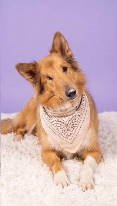 RescateAnimal's tweet photo. 🟢 ¿ME ADOPTAS?
¡Me llamo Abuelito Whisky! Conoce más 👇🏻

♂️ Macho | 15 añitos 
✴️ Talla grande
✅ Desparasitado y vacunado
💟 Perrito único en casa 
🇲🇽 Adopción en CDMX y Edomex

☎️ Regalando esperanza          
https://t.co/u8N2r1hAbx 🐾 https://t.co/jNjEg9gUKv