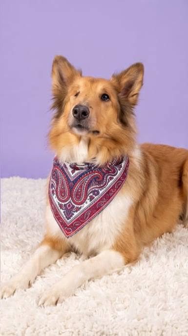 RescateAnimal's tweet photo. 🟢 ¿ME ADOPTAS?
¡Me llamo Abuelito Whisky! Conoce más 👇🏻

♂️ Macho | 15 añitos 
✴️ Talla grande
✅ Desparasitado y vacunado
💟 Perrito único en casa 
🇲🇽 Adopción en CDMX y Edomex

☎️ Regalando esperanza          
https://t.co/u8N2r1hAbx 🐾 https://t.co/jNjEg9gUKv