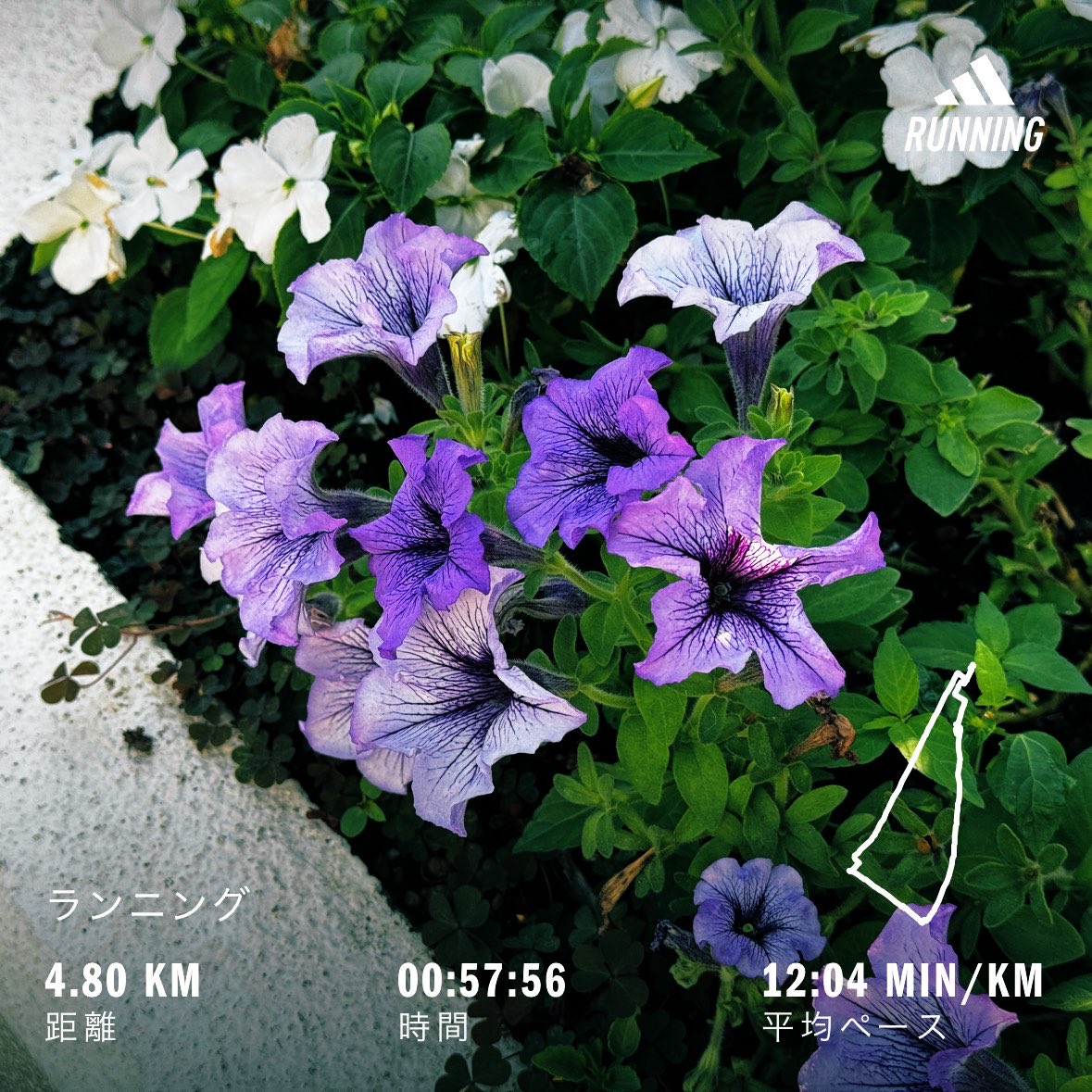 Motakn7's tweet photo. 今日の朝ラン。
ゆるりと走ってきました。

Morning run today. 
I went for an easy jog.

#朝ラン #ランニング #running https://t.co/64IG2Vj8Lv