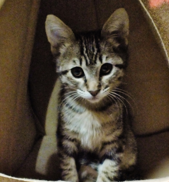 hn_killma's tweet photo. 退院後(今年3度目)#帰ったらまずや���こと は、ハイボールを飲んで #猫 を抱きしめること。しかし毎回数十秒しか腕の中にはいない。#ペット https://t.co/xE7OYlTW41