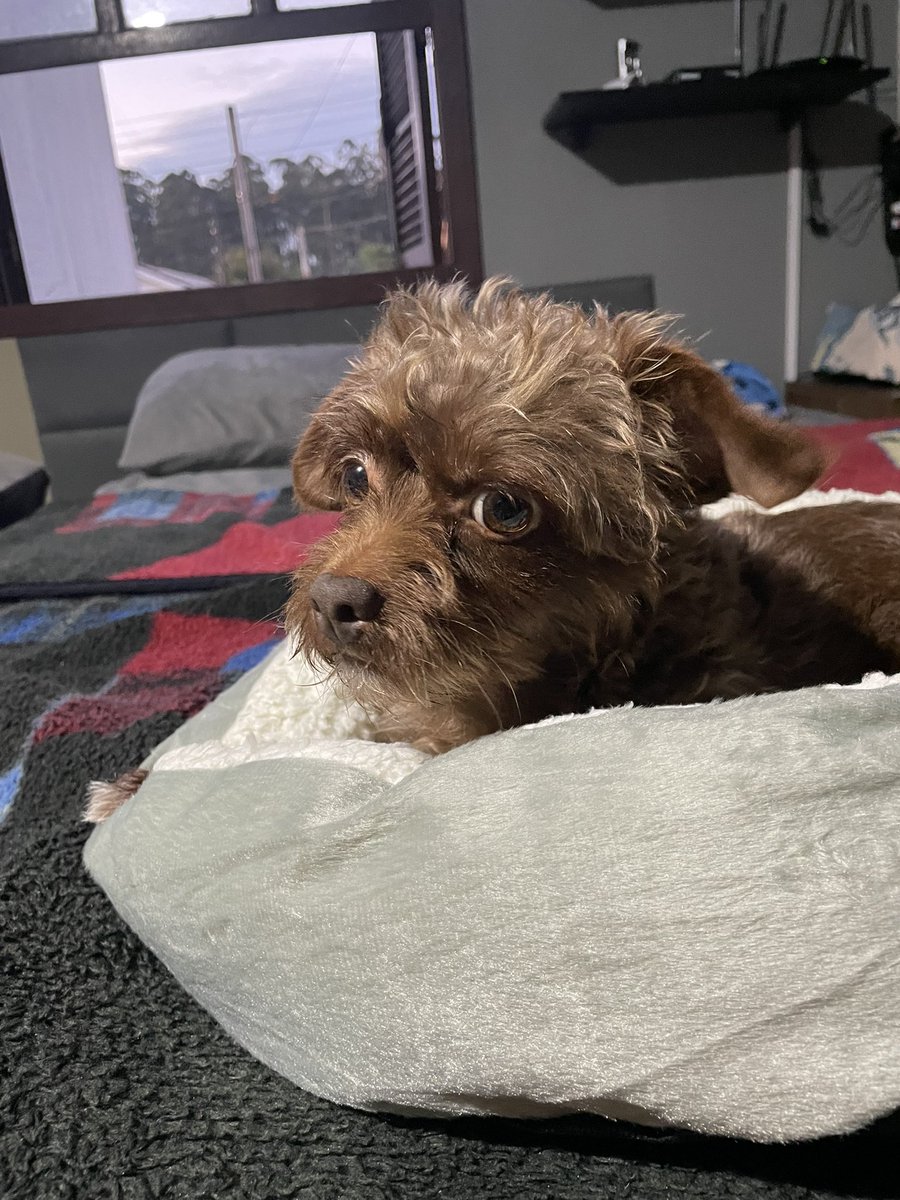 Digopriv93's tweet photo. Caminha nova 🥰 https://t.co/hE2yMlqcMu de 50$ por 30$ https://t.co/WIRjt9Q1bb