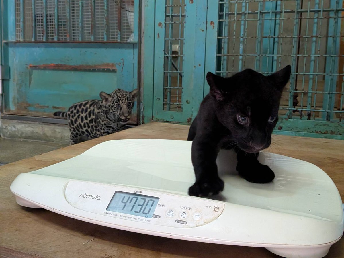 tobezooofficial's tweet photo. #ジャガー の赤ちゃんたちの体重測定をしました✨

黄色の仔 🐈 5,400g
黒色の仔 🐈‍⬛ 4,730g

最近は…立派な「シャーッ！」という威嚇もできるようになりました✨
爪も歯も立派に成長し、思わずこちらが怯むほど…小さな体でも、もう立派なジャガーです🐆💕
#とべ動物園 #生後48日齢 https://t.co/7eUdsb1pc4
