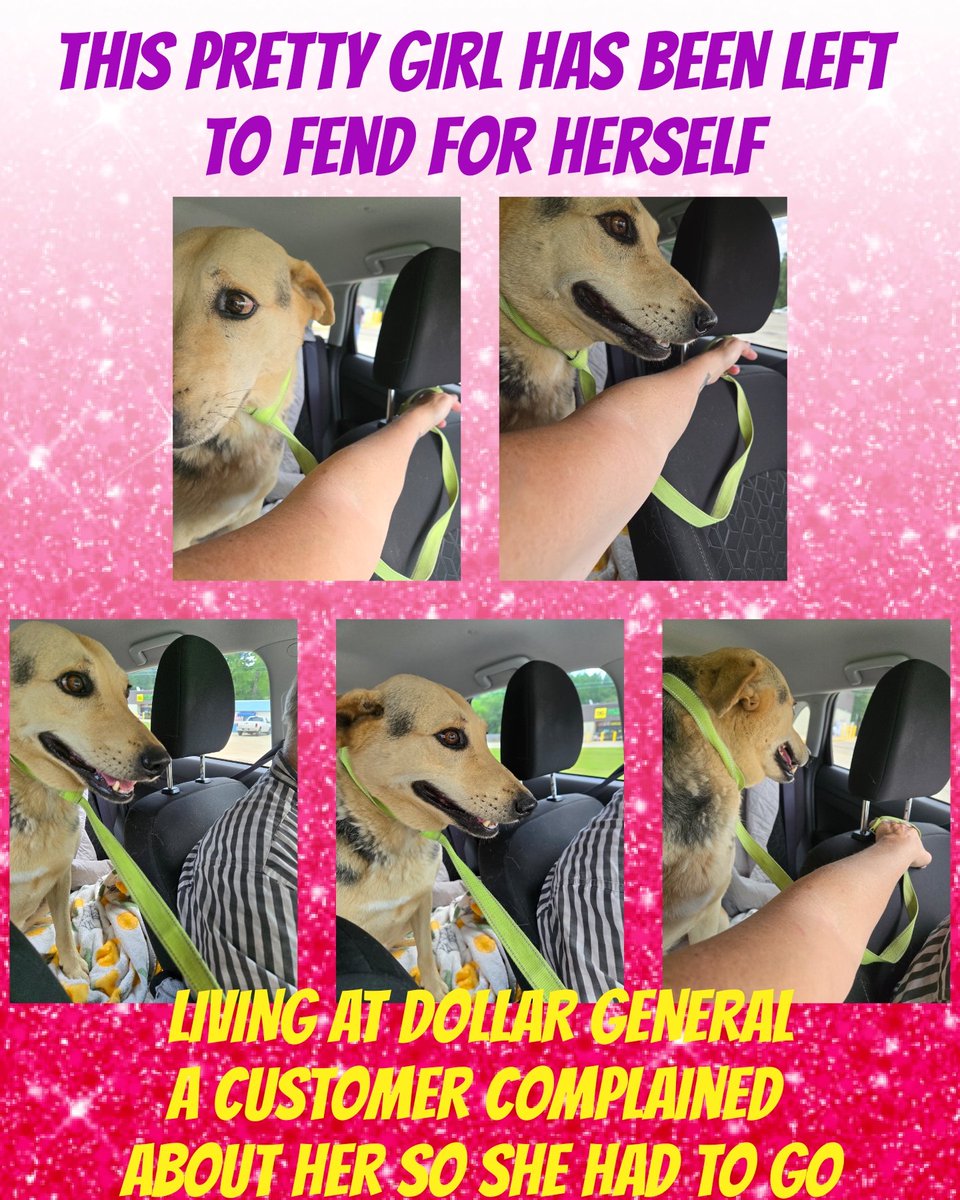 carawil17888192's tweet photo. Oakman Alabama 

Here we go again. 

Another dumped dog. We named her Daisy. 

She needs vetting. 
Spayed, vaccines, heartworm treatment and rabies  

2nd Life Animal Rescue https://t.co/Lcxn9bgEca
