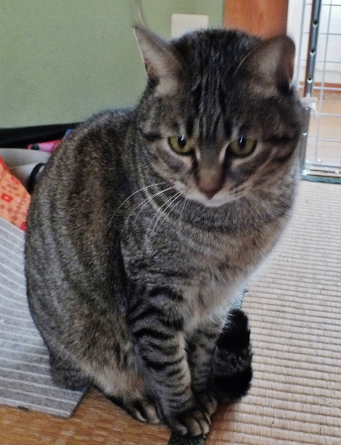 hn_killma's tweet photo. 退院後(今年3度目)#帰ったらまずや���こと は、ハイボールを飲んで #猫 を抱きしめること。しかし毎回数十秒しか腕の中にはいない。#ペット https://t.co/xE7OYlTW41