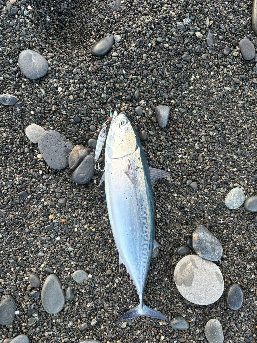 k1234512345kk's tweet photo. パニックパニックパニックみんながあわててる https://t.co/FX3ptkqAxJ