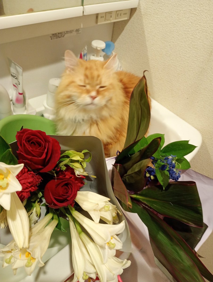 5oume_chan's tweet photo. オイニーがツイキーです(>ω<) https://t.co/QqUPSciGaG