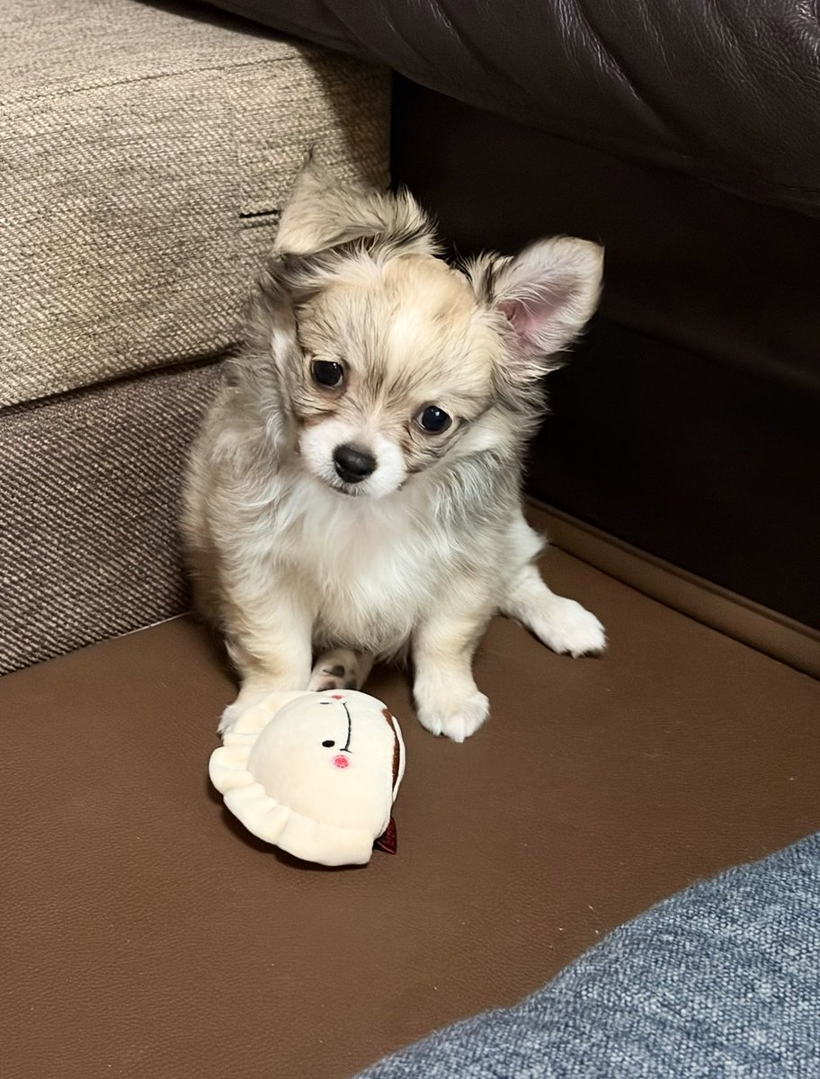 chonchonrinrin's tweet photo. 新しい家族を迎えました☺️
チワワの『てと』君です🫶
5月2日生まれの男の子
お色は レッド＆ホワイト
このカラーは、黒い差し毛の色が成長と共に抜けるそうなので、これからどんどん変わってく😃
成長が楽しみです🥰 
 #チワワ  #子犬  #仔犬  #愛犬  #わんこ https://t.co/YqTJrZk3Lw