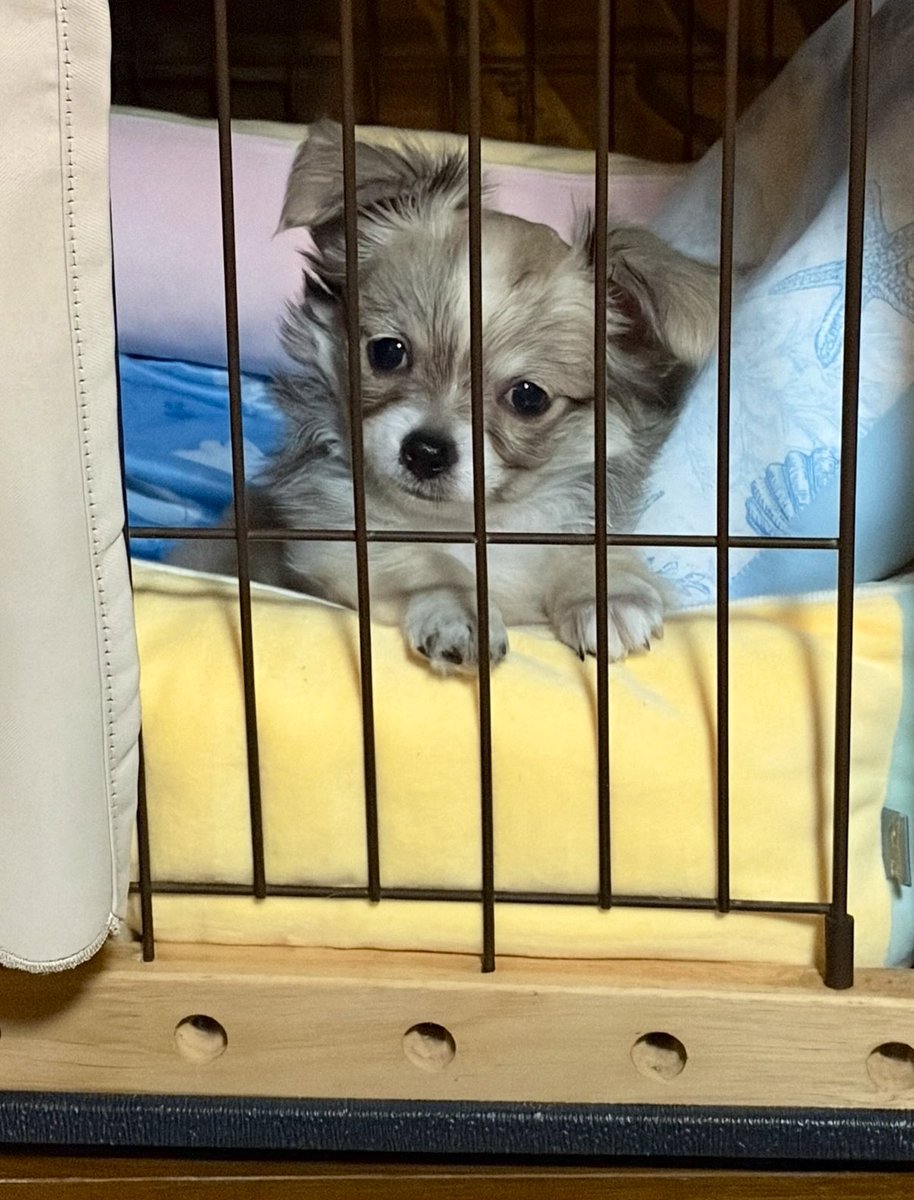 chonchonrinrin's tweet photo. 新しい家族を迎えました☺️
チワワの『てと』君です🫶
5月2日生まれの男の子
お色は レッド＆ホワイト
このカラーは、黒い差し毛の色が成長と共に抜けるそうなので、これからどんどん変わってく😃
成長が楽しみです🥰 
 #チワワ  #子犬  #仔犬  #愛犬  #わんこ https://t.co/YqTJrZk3Lw