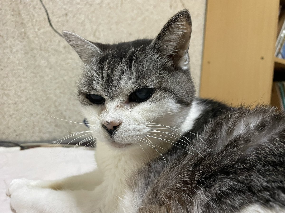 saibyou's tweet photo. 検診に振り回されて忘れていたんだけれど、昨日はパグーの二周忌。今もほぼ毎日イマジナリーパグ子に話しかけてるから、なんかあんまり2年も経ってる気がしないんだけどね。たった4年しかいてないのに、20年ぐらいいた気がするんだよなあ
#秘密結社老猫倶楽部天国支部 https://t.co/ux7FnYI6dM