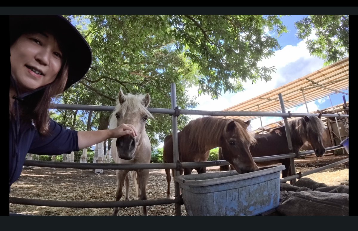 akikofujimura's tweet photo. 被災地では人も動物も頑張っています！
井戸から汲み上げるお水が一時濁ってしまい
茶色くなってしまったそう。
でも今は元に戻りました。
揺れた時はお馬さんたちが次々出てきて
しばらく馬場を歩いていたそうです。
不安になるのは、人も動物も一緒です。
人優先ではなく、どんな命も大切にする社会が
人にも優しい社会なのだとあの人に伝えたい。