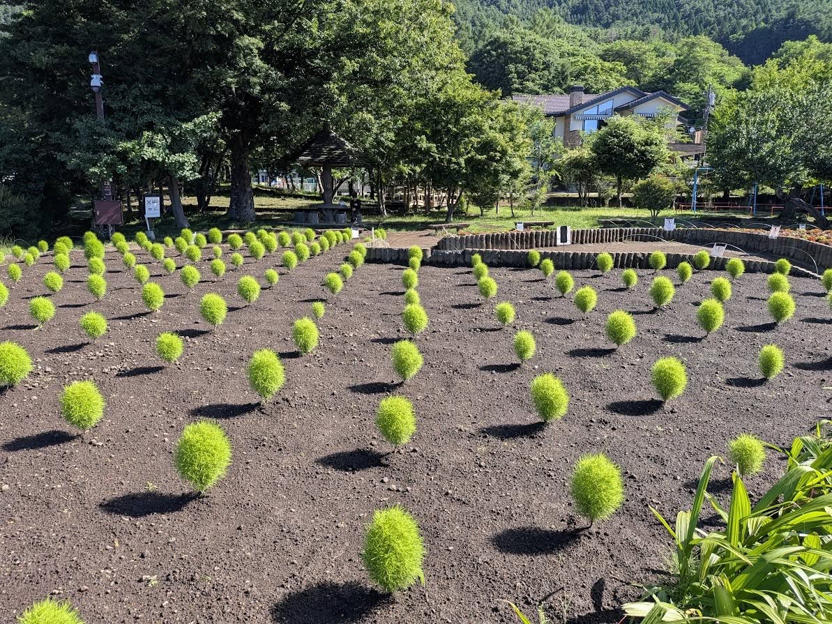 fujiyama776's tweet photo. 朝8時~のグッドモーニングふじやま木曜日
大道芸人の忍者Fujiyamaこと〝ニンニン〟が担当
 木曜朝はグッドモーーーーニンニン！からはじめましょ♪

さて今週の子コキア。
またひとまわり大きくなりました☆

世界でいちばん富士山に近い放送局より 
8時からの生放送☆

#FMふじやま #河口湖大石公園 https://t.co/wP0srVz77s