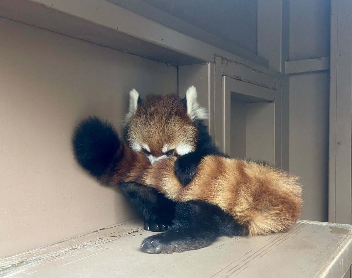 Sakuyuki_'s tweet photo. しぽぽ抱えるアンコちゃん☺️ [2026.08.02]
#レッサーパンダ #レッドパンダ #絶滅危惧種 
#八景島シーパラダイス #シーパラ #アンコ https://t.co/fIJBqN41sO