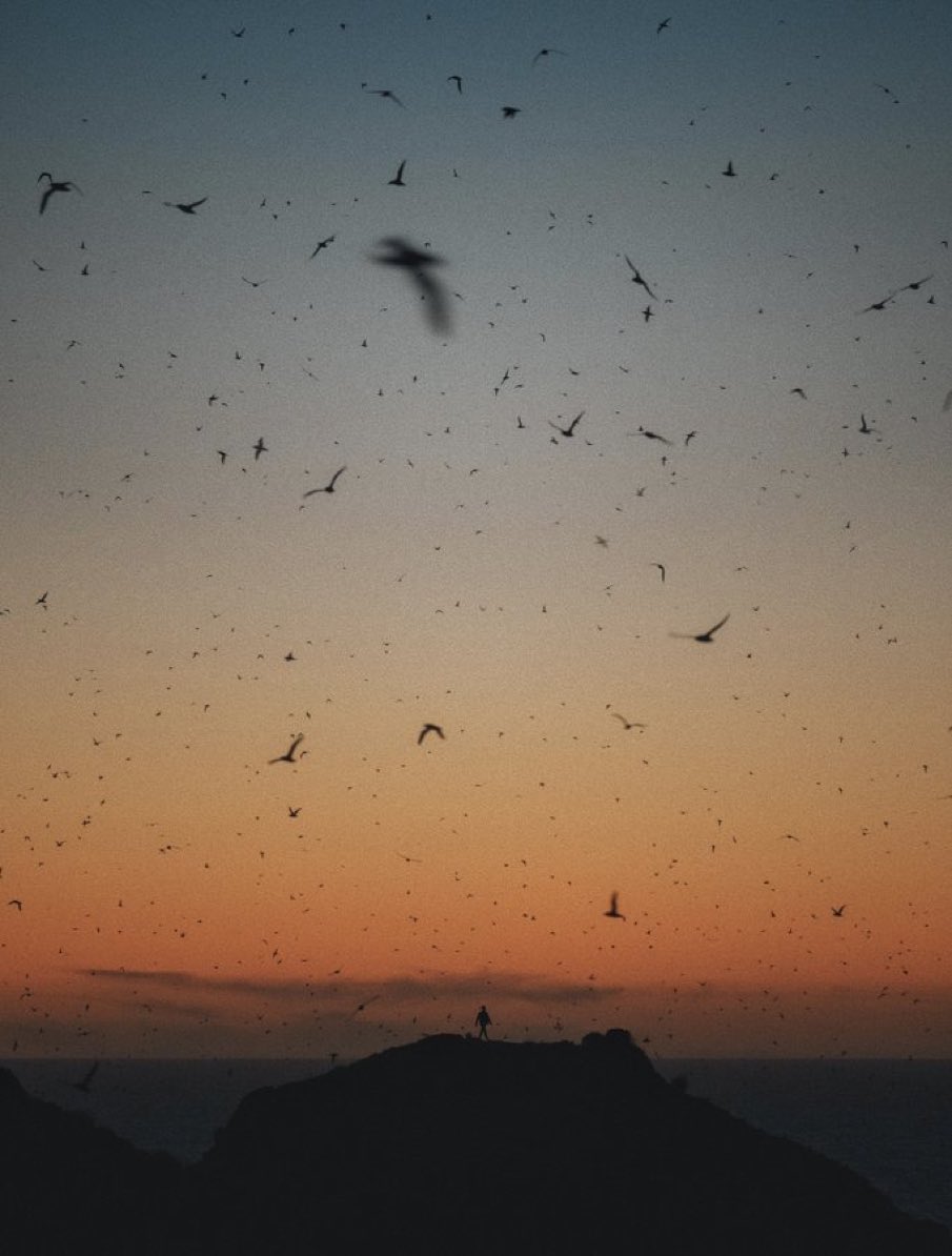 earthcurated's tweet photo. "Beneath a sky full of wings, a moment of silence." https://t.co/tgDqFuS9Q7