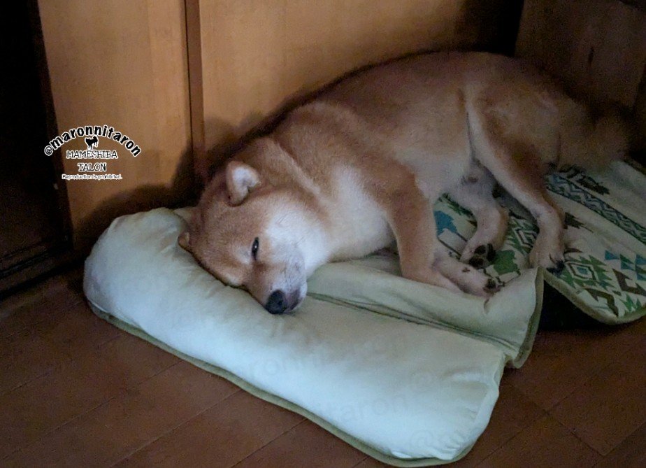 maronnitaron's tweet photo. ねむねむなタロン https://t.co/HNlTb4DSCM