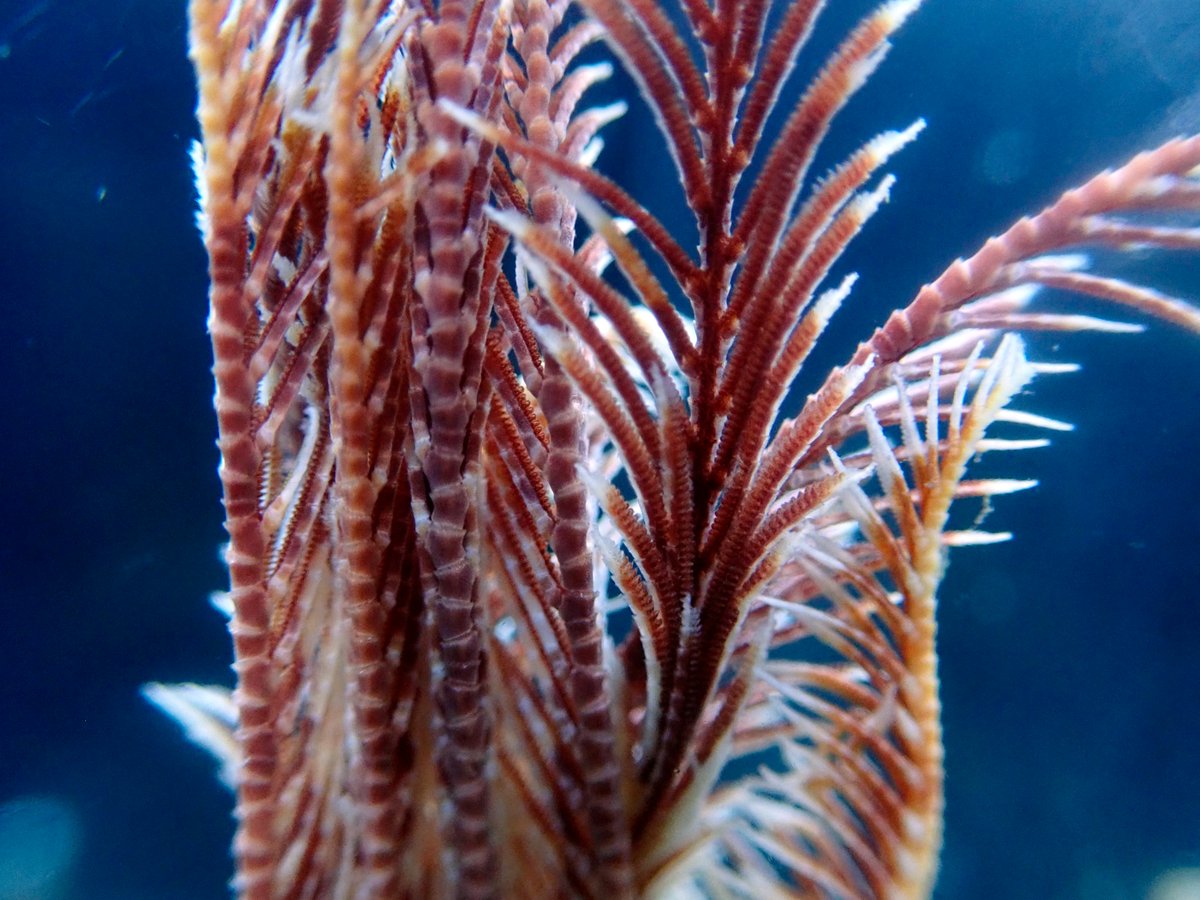 Crinoidea_hk's tweet photo. 先日まで飼育していたニシキウミシダNeometra multicolor (A. H. Clark, 1907) と思われるユウビウミシダ科ウミシダ類です。 https://t.co/F8xiIUbpxh