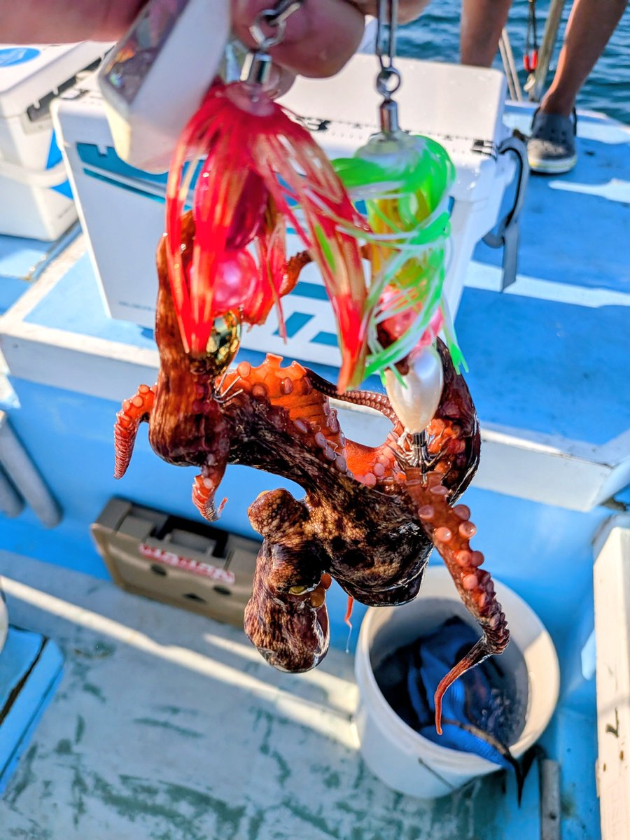 Pain_poke49's tweet photo. 小さいのが多いですが、横の人に2kgの釣られました🐙笑 https://t.co/fM5868kKfO