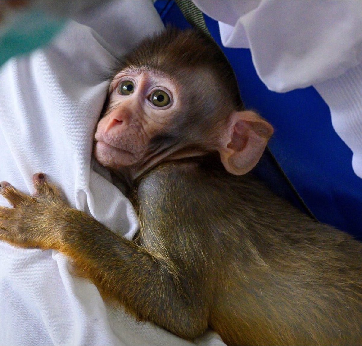 MazdaShey's tweet photo. #BREAKING Lab monkey prices in China have surged to $26,000 each. https://t.co/ryO5SqMoIA