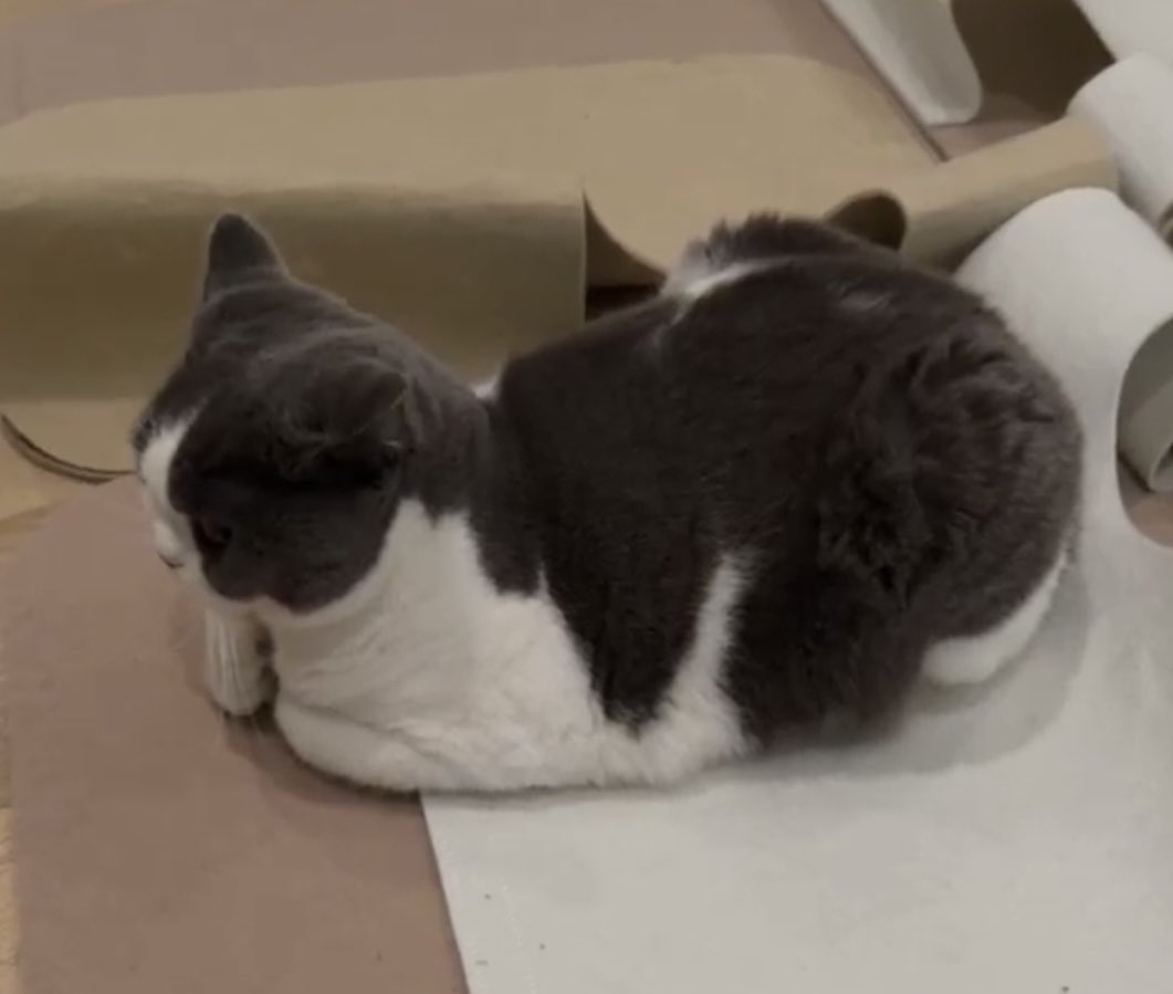 taemcatboy tweet picture