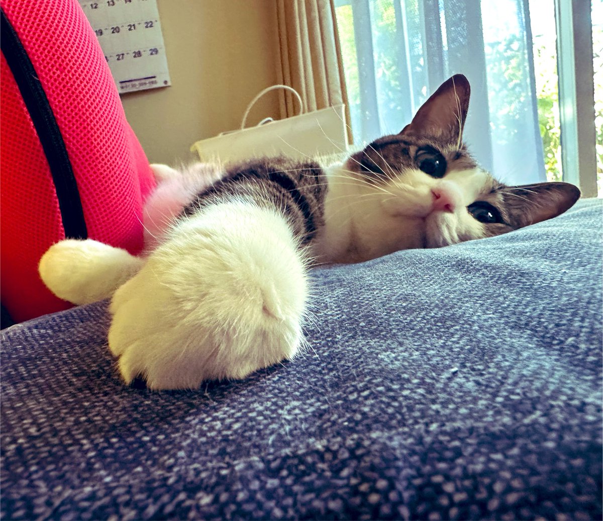 mikesuba's tweet photo. おはよう🐾🐈

瑠璃 https://t.co/6rxWxtc7SZ