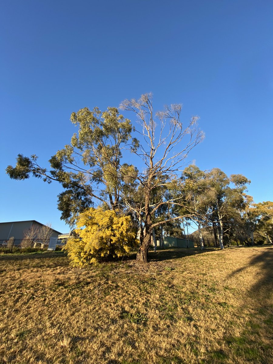 wapple15's tweet photo. 5 years ago today it was a much more pleasant morning in #Canberra ❄️☀️#ThrowbackThursday including wintertime #FocusGames https://t.co/K8FoaLb1Ir