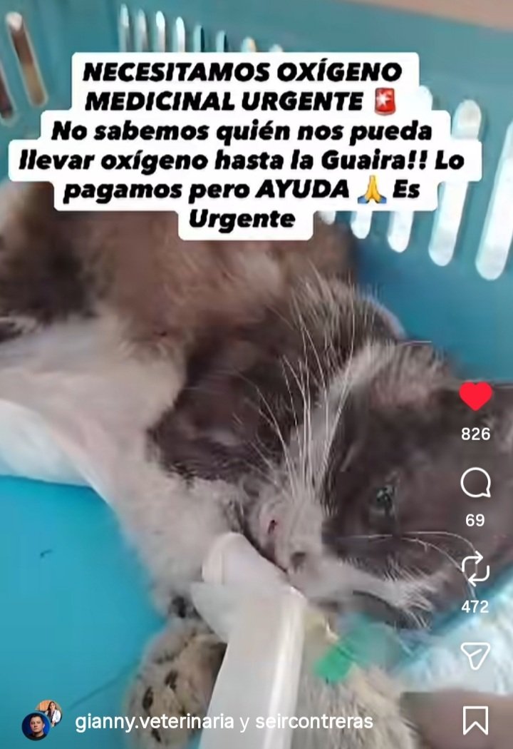 YeziSeijas's tweet photo. 🚨🚨🚨 #Urgente Se necesita Oxígeno alguien que recargue bombona contacto 0412/7746432 dra gianny.veterinaria instagram por favor difundir 🙏 👇 https://t.co/gKHnPlPYIM