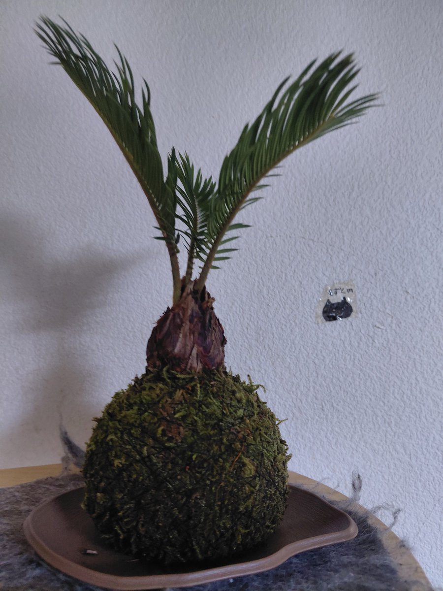 ABC48004201's tweet photo. 苔玉買った https://t.co/Hso536mZrx