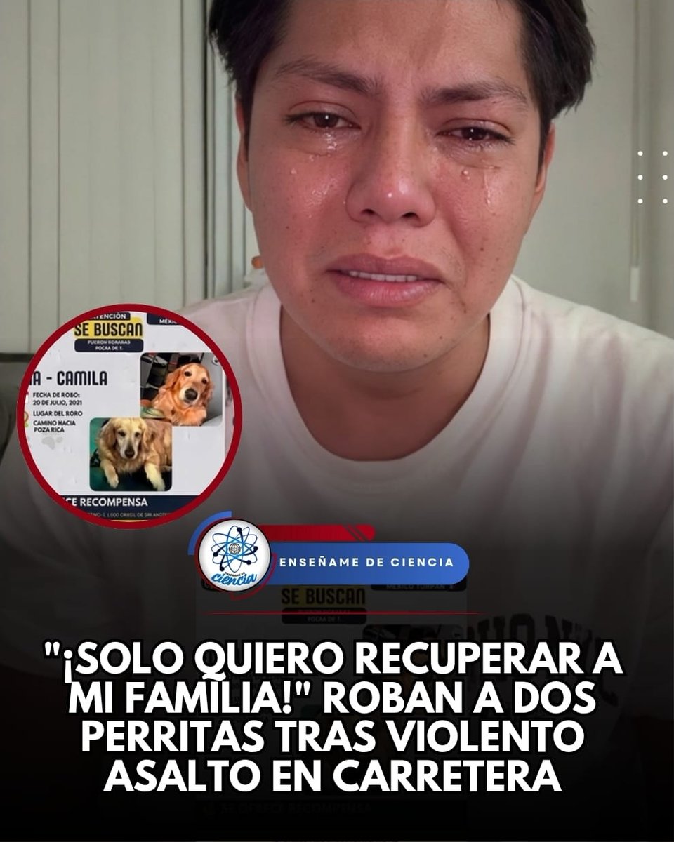 EnsedeCiencia's tweet photo. La historia de Mía y Camila, dos perritas golden retriever, ha conmovido a miles de personas. Luego de un violento asalto en la carretera México–Tuxpan, cerca de Huauchinango, Puebla, hombres armados despojaron a su dueño de sus vehículos y pertenencias. Aunque las unidades fueron recuperadas horas más tarde por las autoridades, las mascotas ya no estaban.
Con un mensaje que ha tocado el corazón de miles "Solo quiero recuperar a mi familia porque son lo único que tengo"