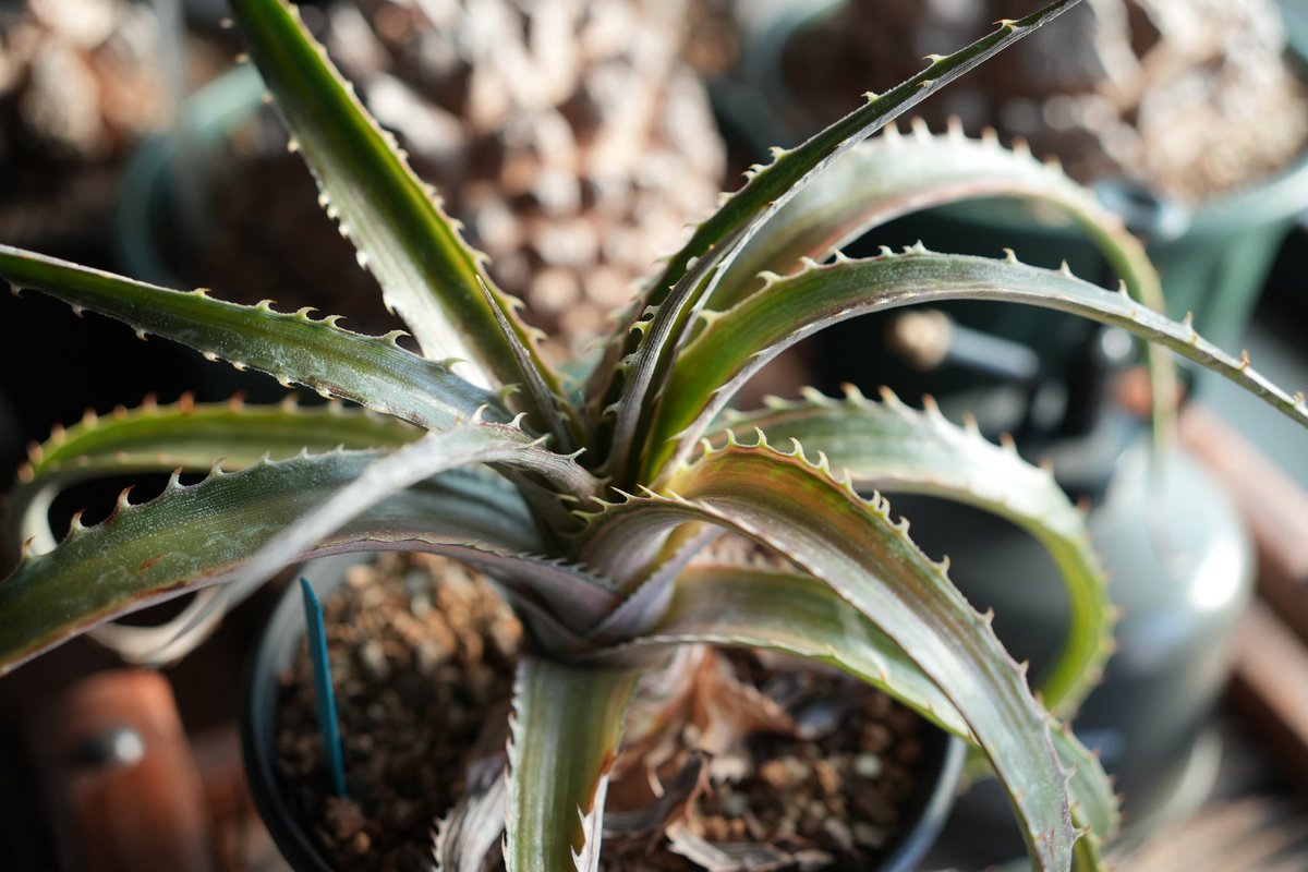 banuuna's tweet photo. Dyckia 'Satith'
本当に美しいねこのディッキア
上や横からも素敵だけど少し見上げるのがお気に入りのアングル🌱👀 https://t.co/3PFQKTeVVc
