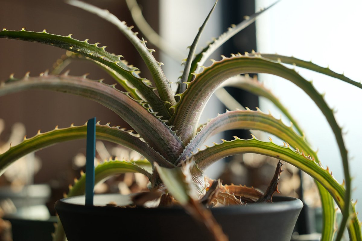 banuuna's tweet photo. Dyckia 'Satith'
本当に美しいねこのディッキア
上や横からも素敵だけど少し見上げるのがお気に入りのアングル🌱👀 https://t.co/3PFQKTeVVc