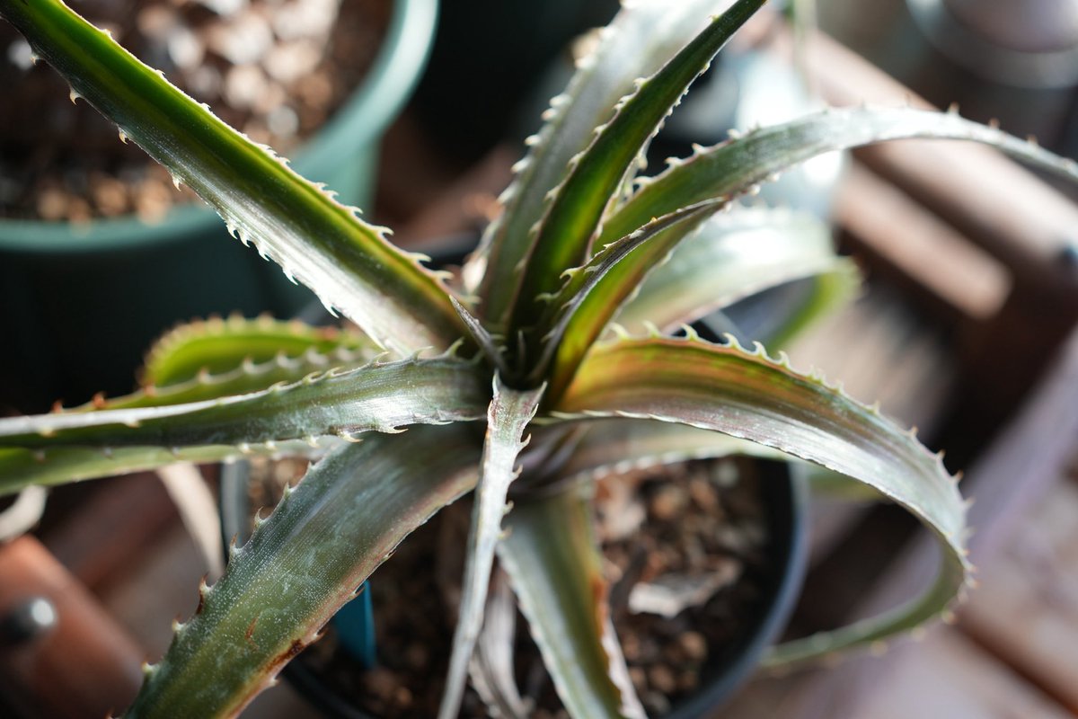 banuuna's tweet photo. Dyckia 'Satith'
本当に美しいねこのディッキア
上や横からも素敵だけど少し見上げるのがお気に入りのアングル🌱👀 https://t.co/3PFQKTeVVc