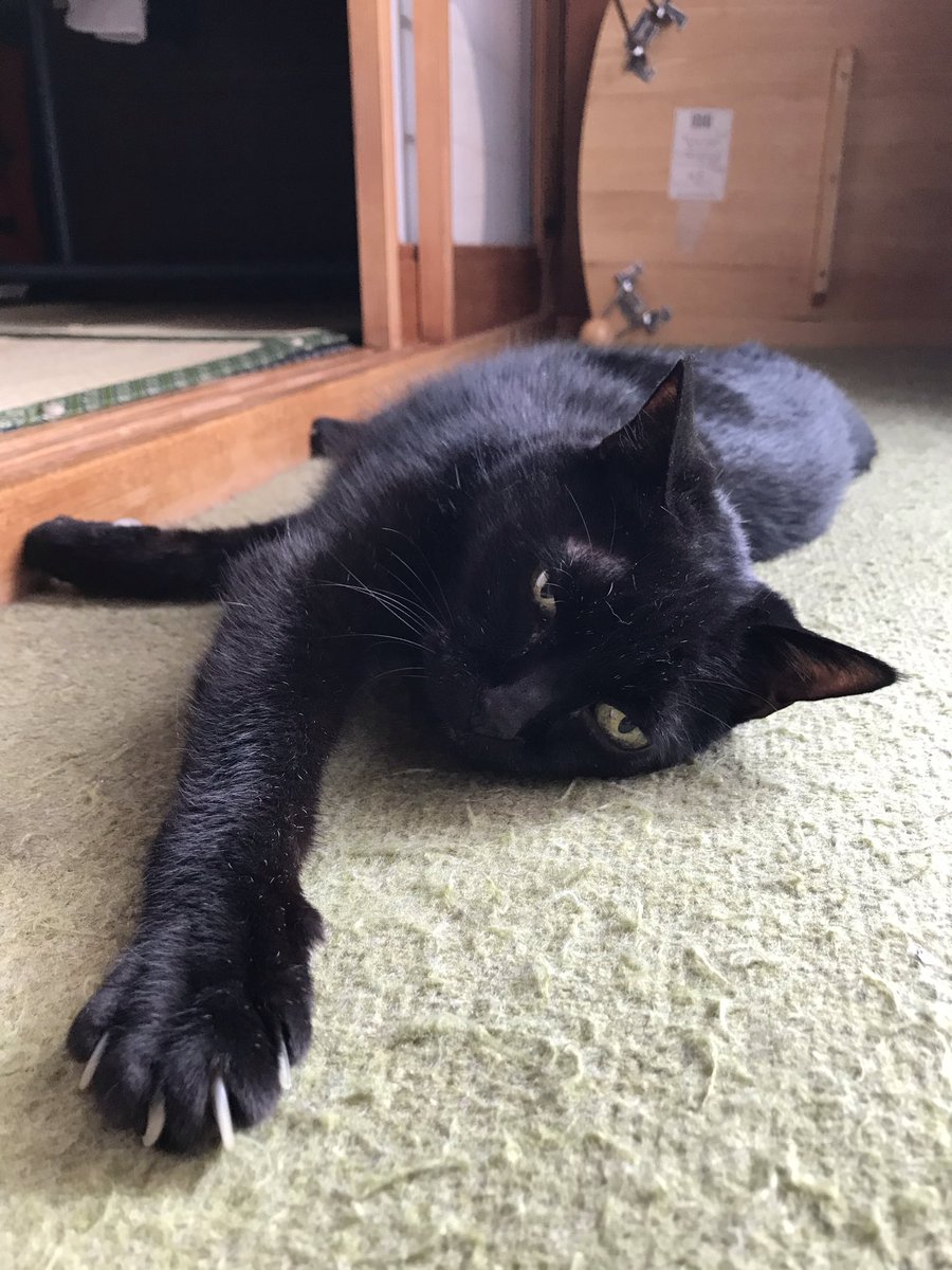 _hirokomandom's tweet photo. おはようにゃ
＃猫 ＃黒猫 ＃猫好きさんと繋がりたい https://t.co/gxuRHU5e53