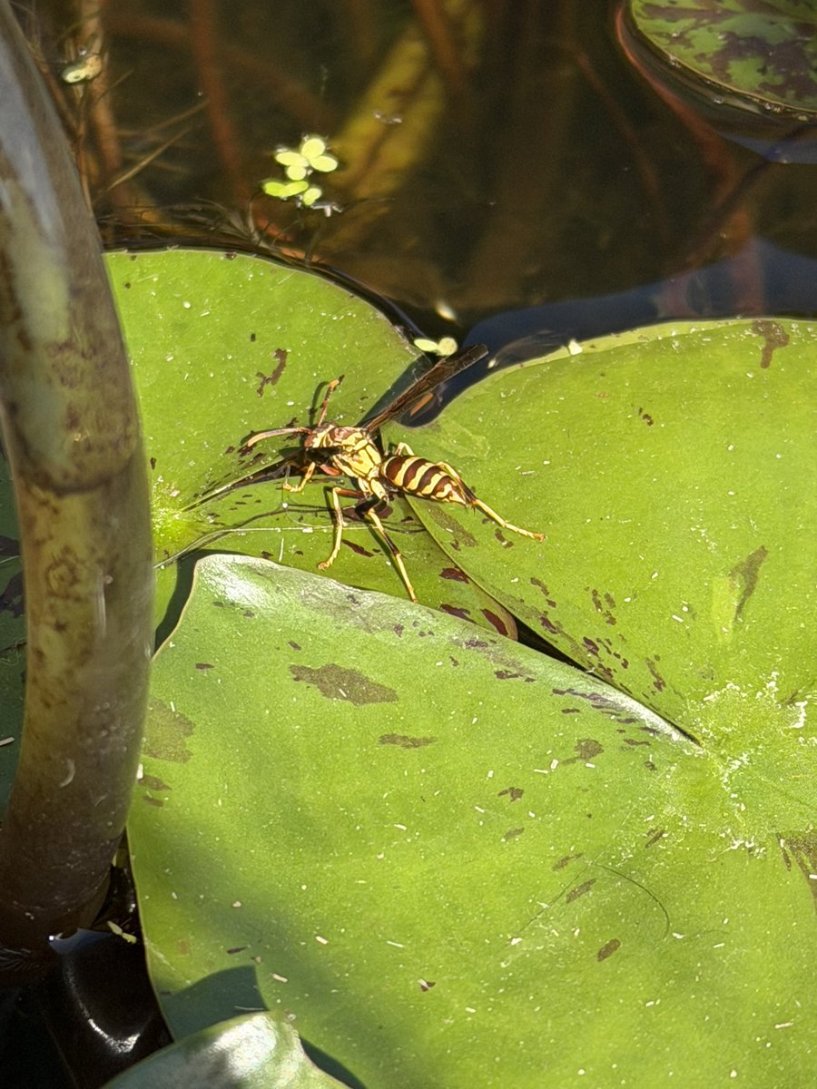 GremlinBitch69's tweet photo. Sad to report the 17 pro max is not very good at taking bug pictures. If anyone has any tips, lmk☹️ 
Devastated https://t.co/8EEbhkpsii