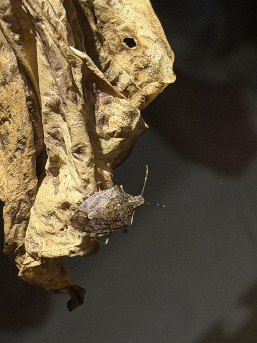 GremlinBitch69's tweet photo. Sad to report the 17 pro max is not very good at taking bug pictures. If anyone has any tips, lmk☹️ 
Devastated https://t.co/8EEbhkpsii