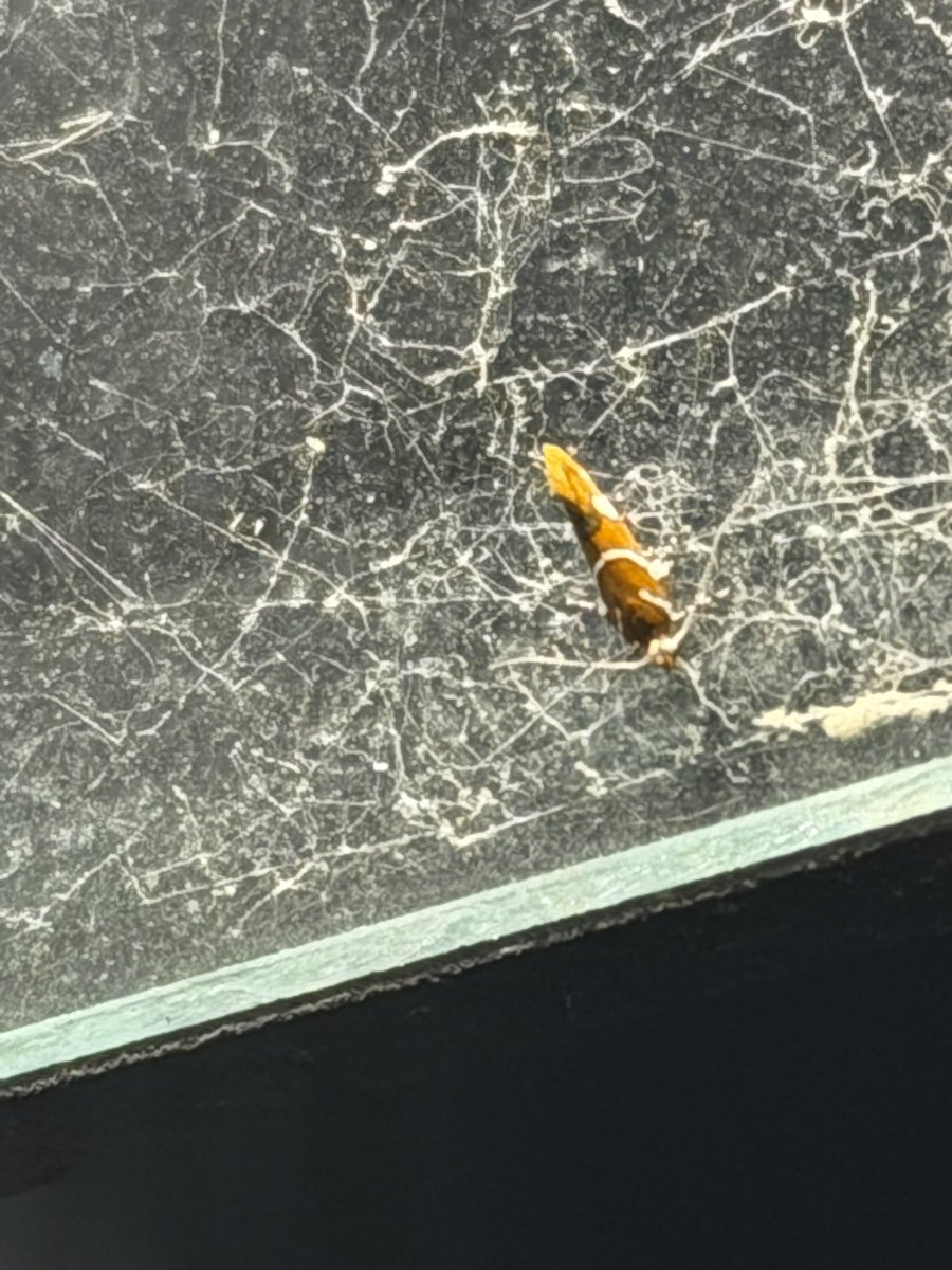 GremlinBitch69's tweet photo. Sad to report the 17 pro max is not very good at taking bug pictures. If anyone has any tips, lmk☹️ 
Devastated https://t.co/8EEbhkpsii
