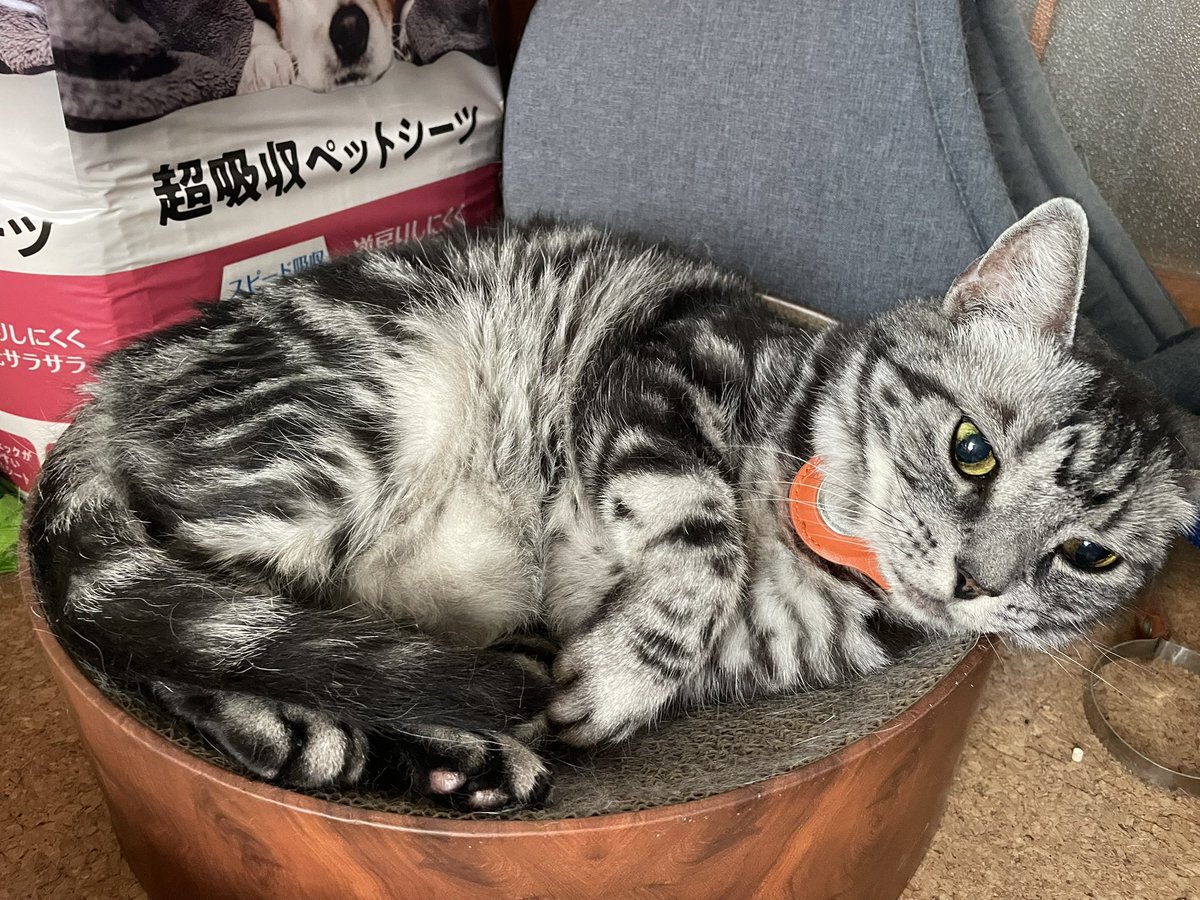 saibyou's tweet photo. お、きぃちゃん、デオトイレで💩した。
おしっこはまだだから、一週間はトイレ2個置きかな？ちょっと狭いが。
二代目はペットシーツなんだけど、年齢的に尿の色とかこまめに見たいから、こっちはこのままがいいかもな。
そしてトム蔵は朝から溢れている https://t.co/eGoKGNlSfr