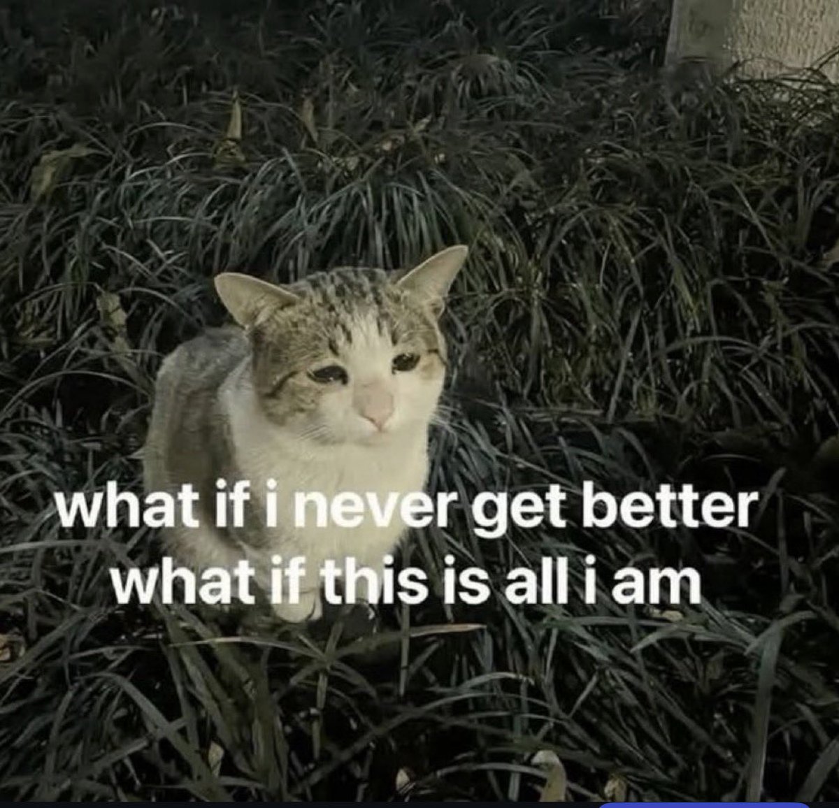 catsbeiingcats's tweet photo. https://t.co/MidUBZ53tO
