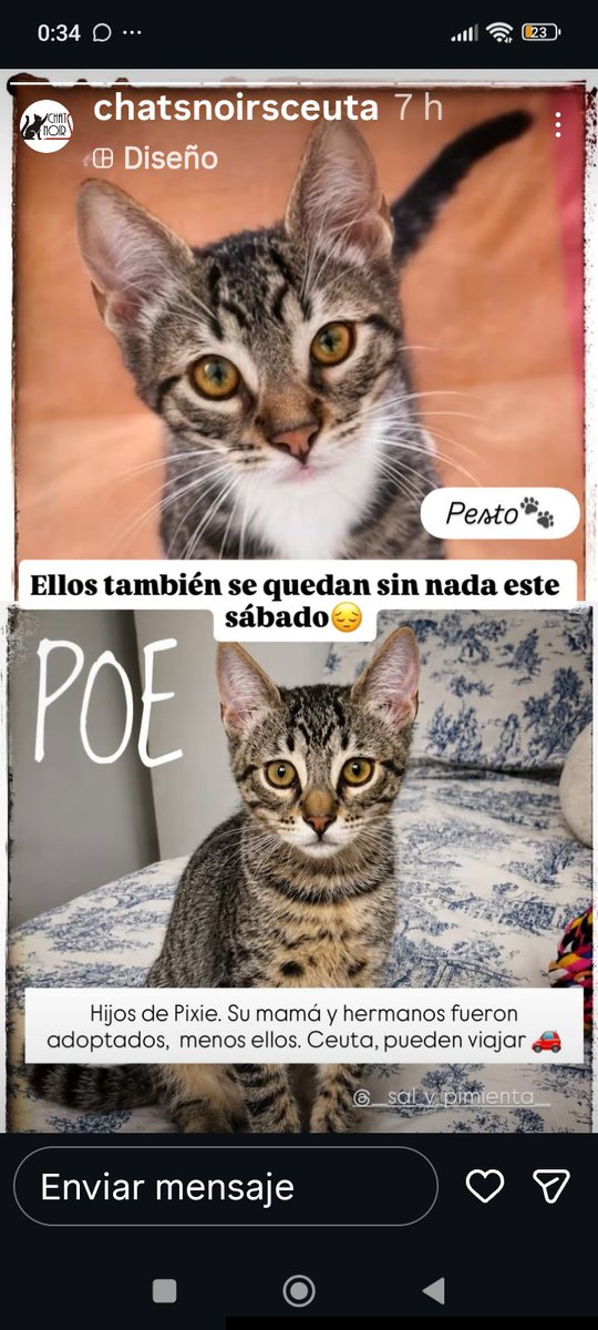 Marisa84157935's tweet photo. El refugio #chatsnoirsceuta cierra este sábado pq se vende🥺,aunque asociación seguirá ayudando sacar gatitos d #perreraCeuta Quedan en refugio 7 gatetes qué necesitan urgentemente ADOPCIÓN/ACOGIDA para no regresar a la calle😿Viajan a península
656479268
AYUDEMOS🙏con RT/ HOGAR https://t.co/cyBfbCZ0xv